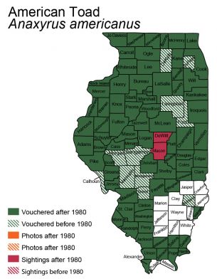 map of American Toad distribution in Illinois