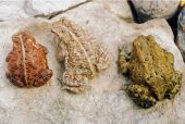 three american toads of different color variations