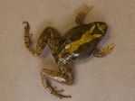 blanchards cricket frog