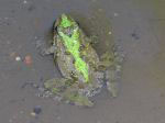blanchards cricket frog, partially submerged