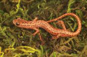 cave salamander