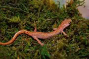 cave salamander