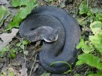 eastern hognose snake