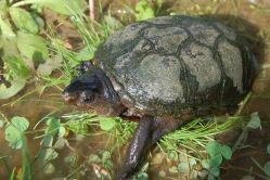 eastern mud turtle
