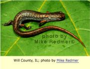 four-toed salamander