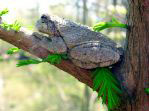gray treefrog