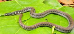 Kirtlands snake