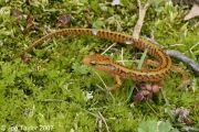 long-tailed salamander