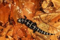 adult marbled salamander