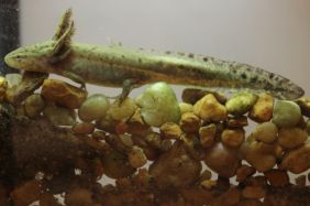 neotenic juvenile mole Salamander