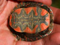 painted turtle plastron