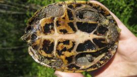 eastern musk turtle, held so plastron is visible
