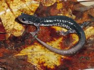 northern slimy salamander