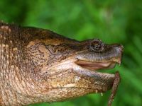 head of a snapping turtle