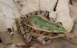 southern leopard frog
