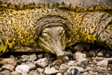 spiny softshell turtle