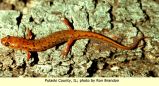 spotted dusky salamander