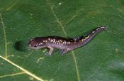 juvenile spotted salamander