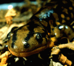 tiger salamander front view