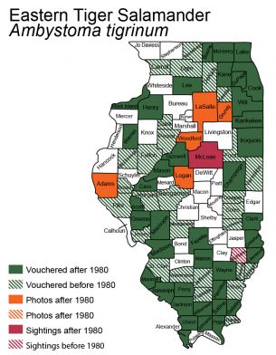 map of tiger salamander distribution in Illinois