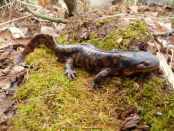 tiger-salamander
