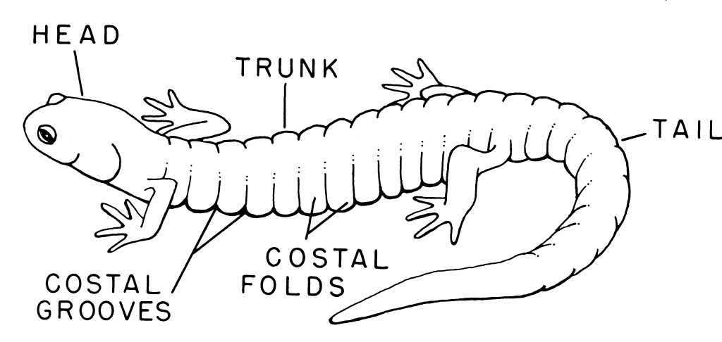 Salamander external anatomy.