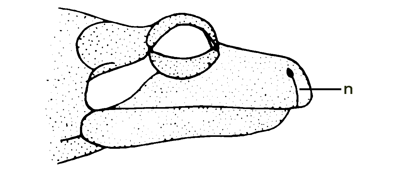 profile of salamander head