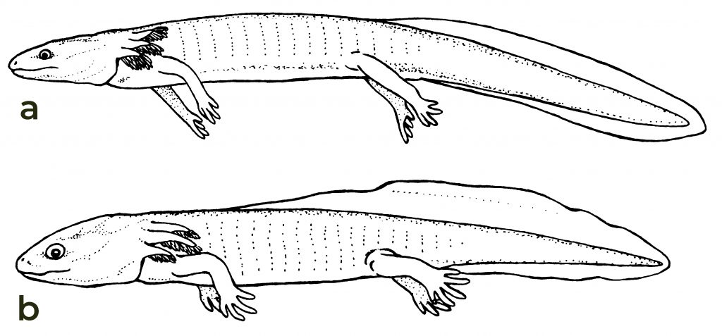 side view of two larval salamanders