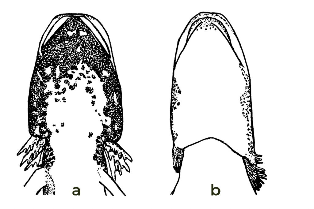 larval salamander throat diagrams