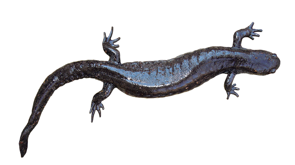 small-mouthed salamander