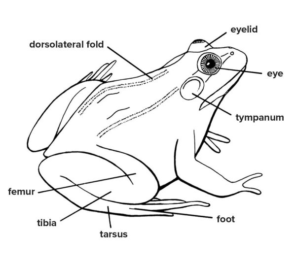 labelled line drawing of a frog
