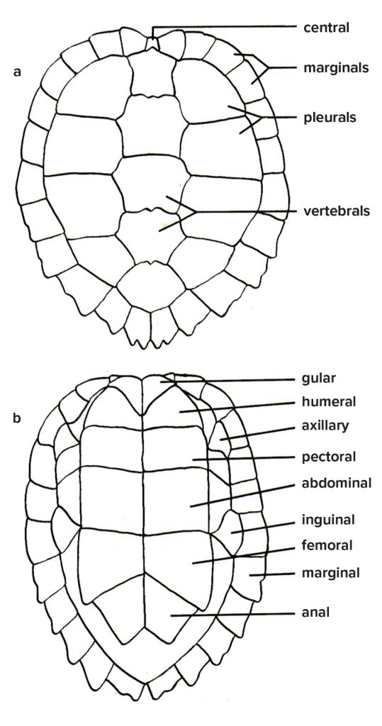 labelled illustration of False Map Turtle's carapace and plastron