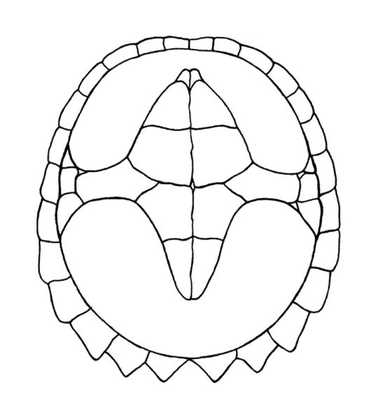 plastron of Snapping Turtle