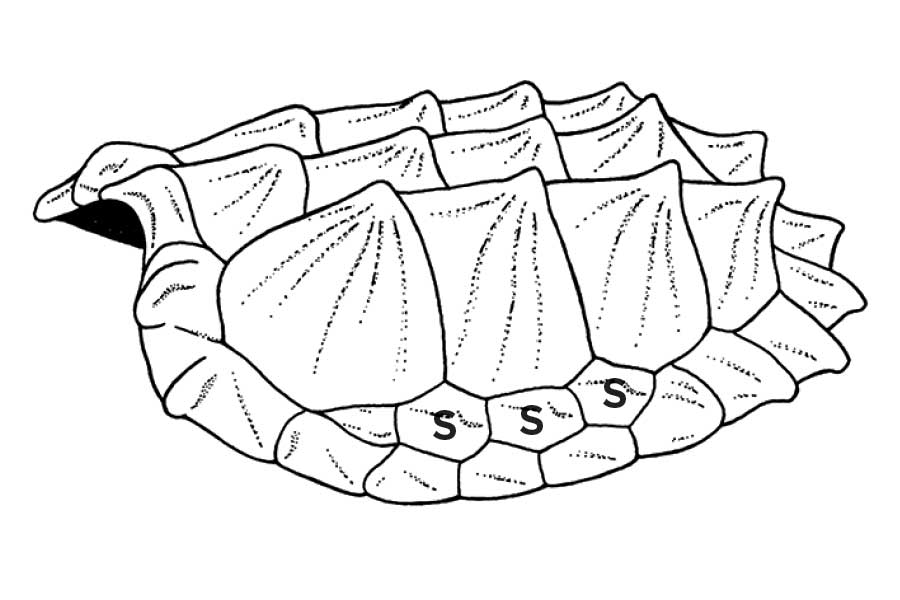side view of Alligator Snapping Turtle's carapace