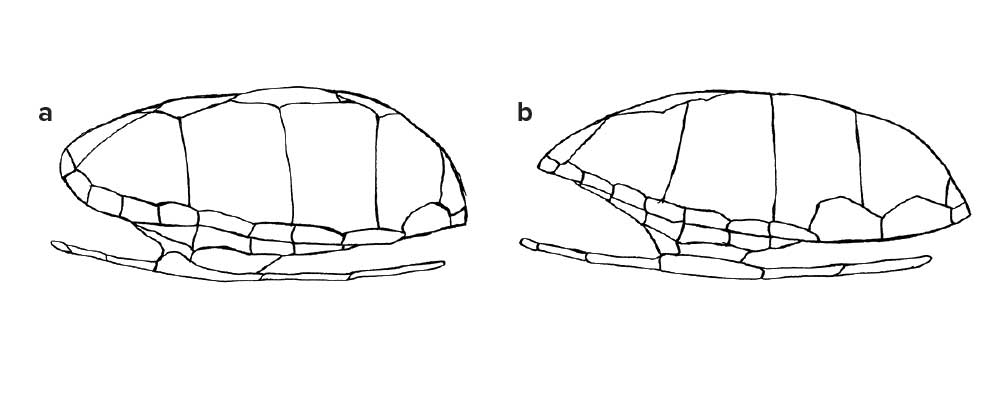 side view of carapaces of Eastern Mud Turtle and Yellow Mud Turtle